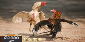 Đá Gà Thomo
