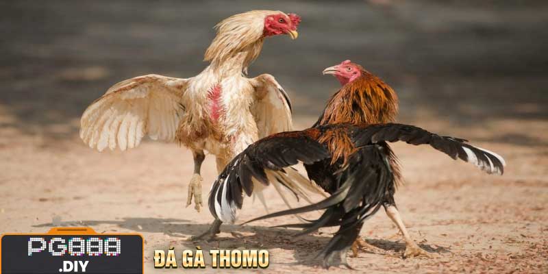 Đá Gà Thomo